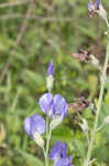 Blue wild indigo